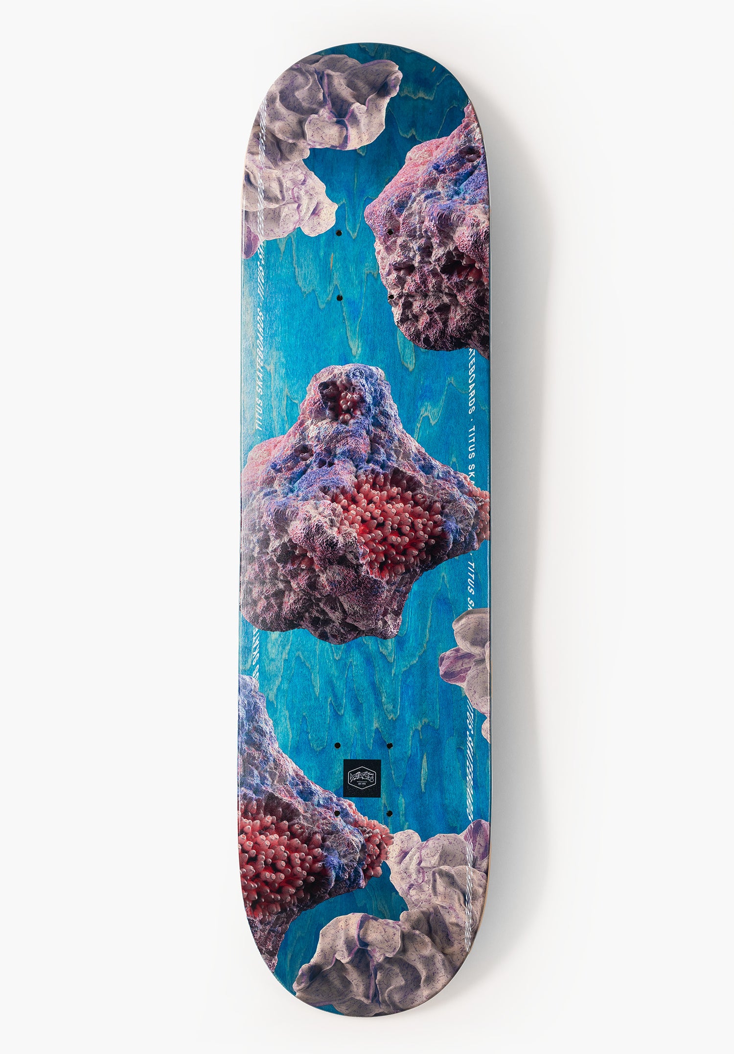 Acropora blue Vorderansicht Zoom Image