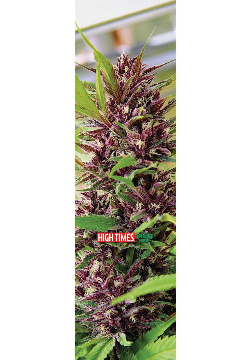 mob-griptape-griptape-high-times-harvest-sour-grape-vorderansicht_600x600@2x.jpg