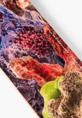 Annual multicolored Oberansicht