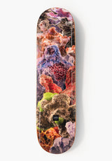 Annual multicolored Vorderansicht