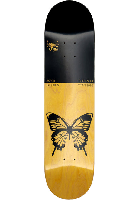 x Begoni Single Butterfly black-yellow Vorderansicht